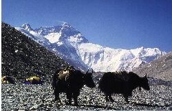 Yaks at base camp at 5.200 m at the base of Mount Everest
